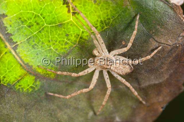 Philodromidae_0517.JPG - France, Araneae, Philodromidae, Araignée, Philodrome (Philodromus cespitum), Running crab spider